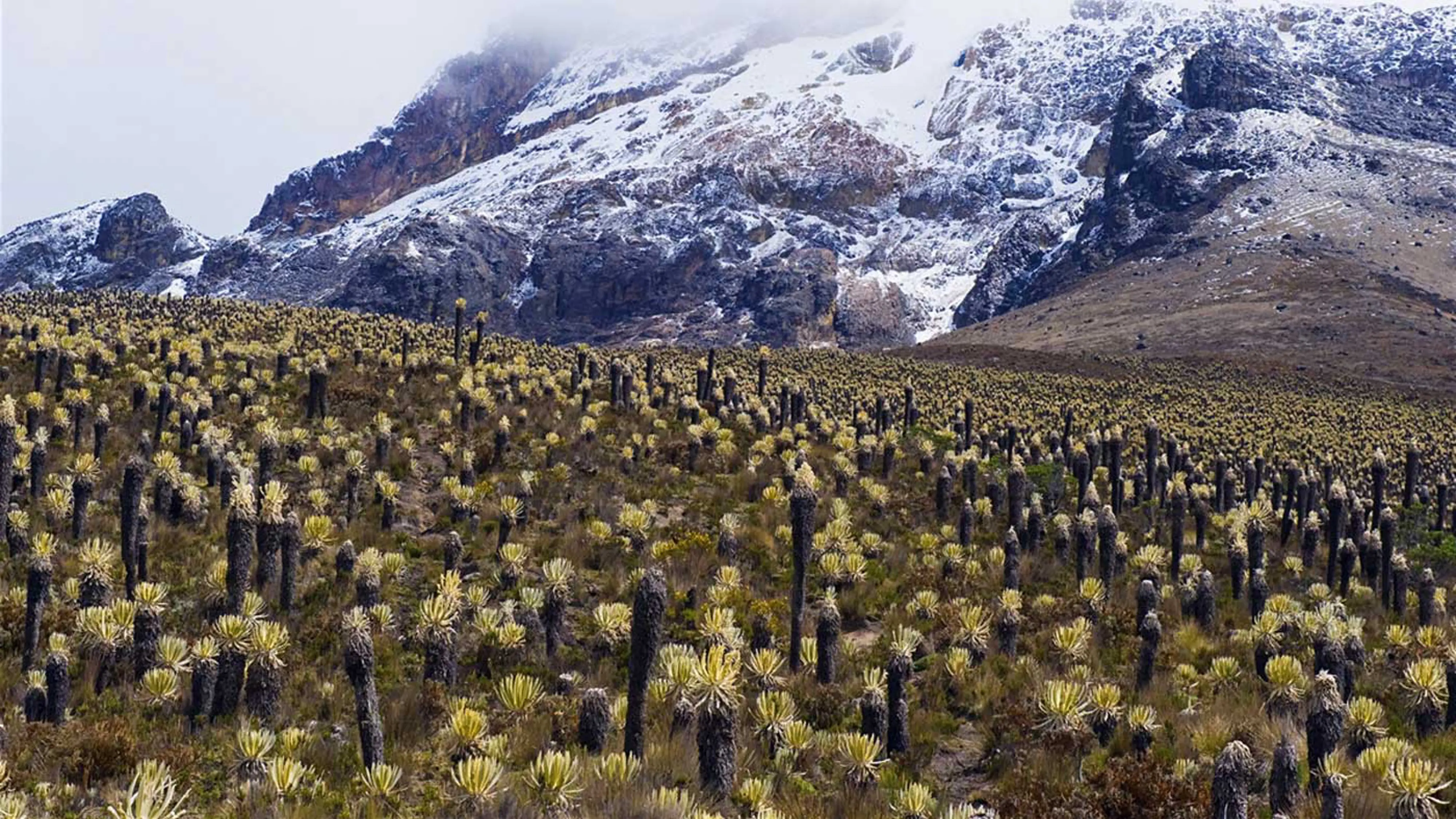 maragar travel, turismo, pasadias, transporte en ibagué, colombia