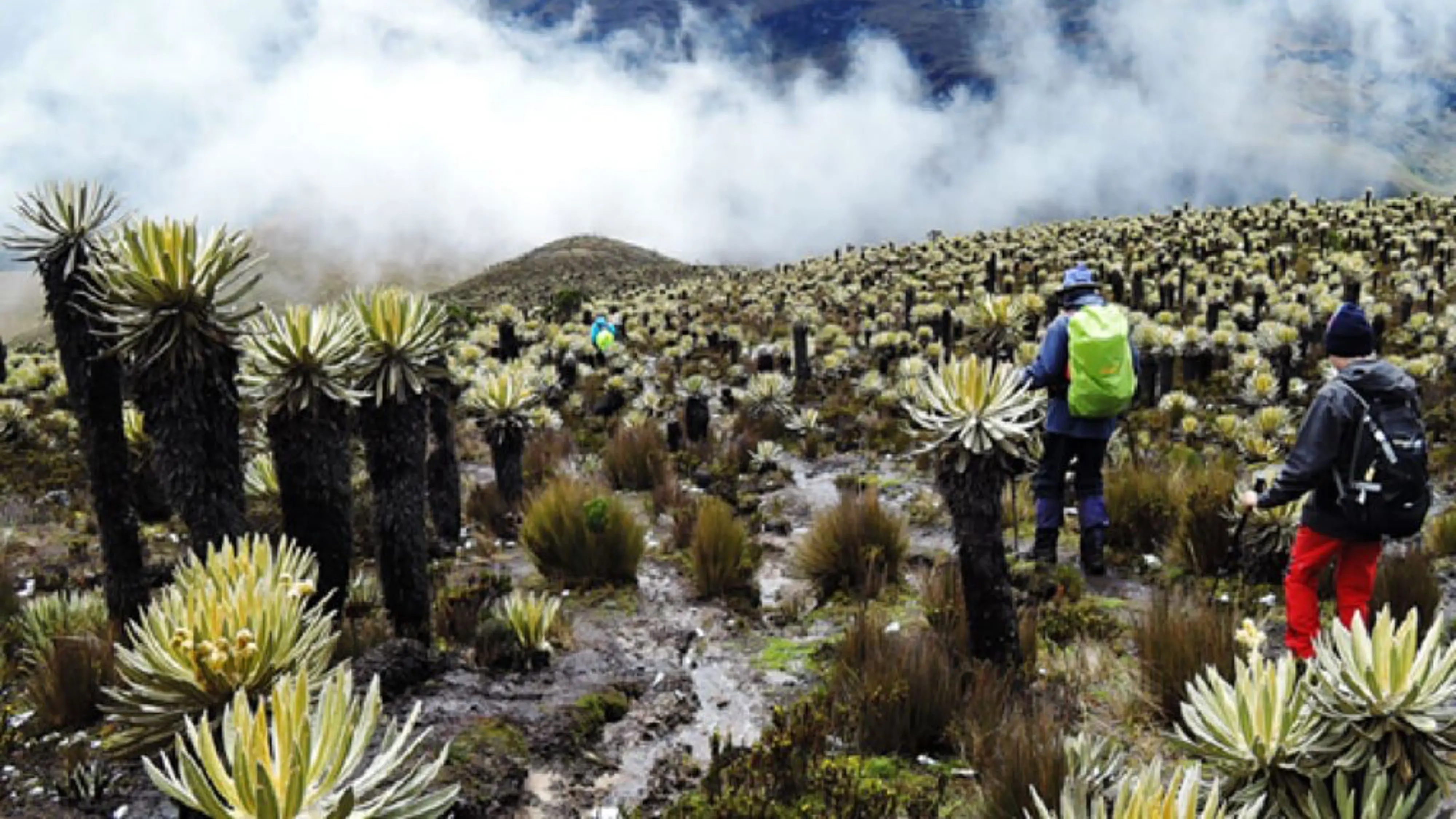 Grupo infinty, turismo, pasadias, transporte en ibagué, colombia